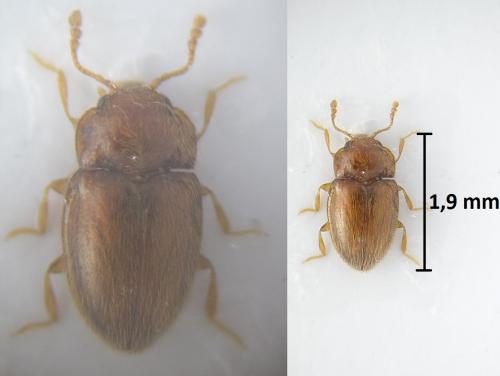 Symbiotes gibberosus